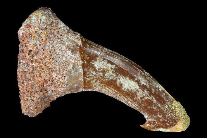 Bargain, Fossil Sawfish (Onchopristis) Rostral Barb - Morocco #145555